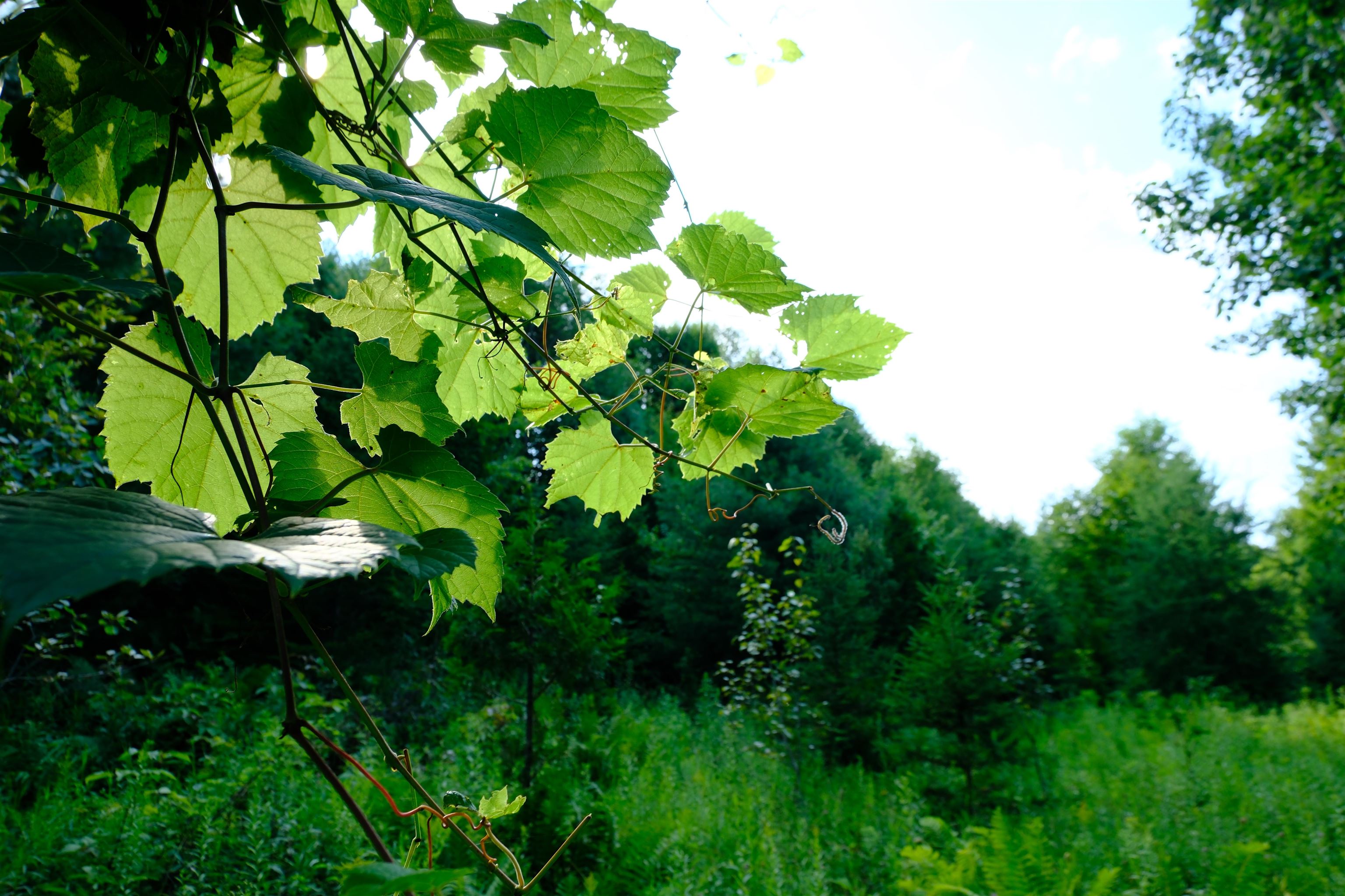 0 Calendar Brook Road Lyndonville, VT 05851 - Photo 25 of 60