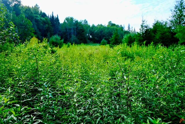 $295,000 | 0 Calendar Brook Road, Lyndonville, VT 05851