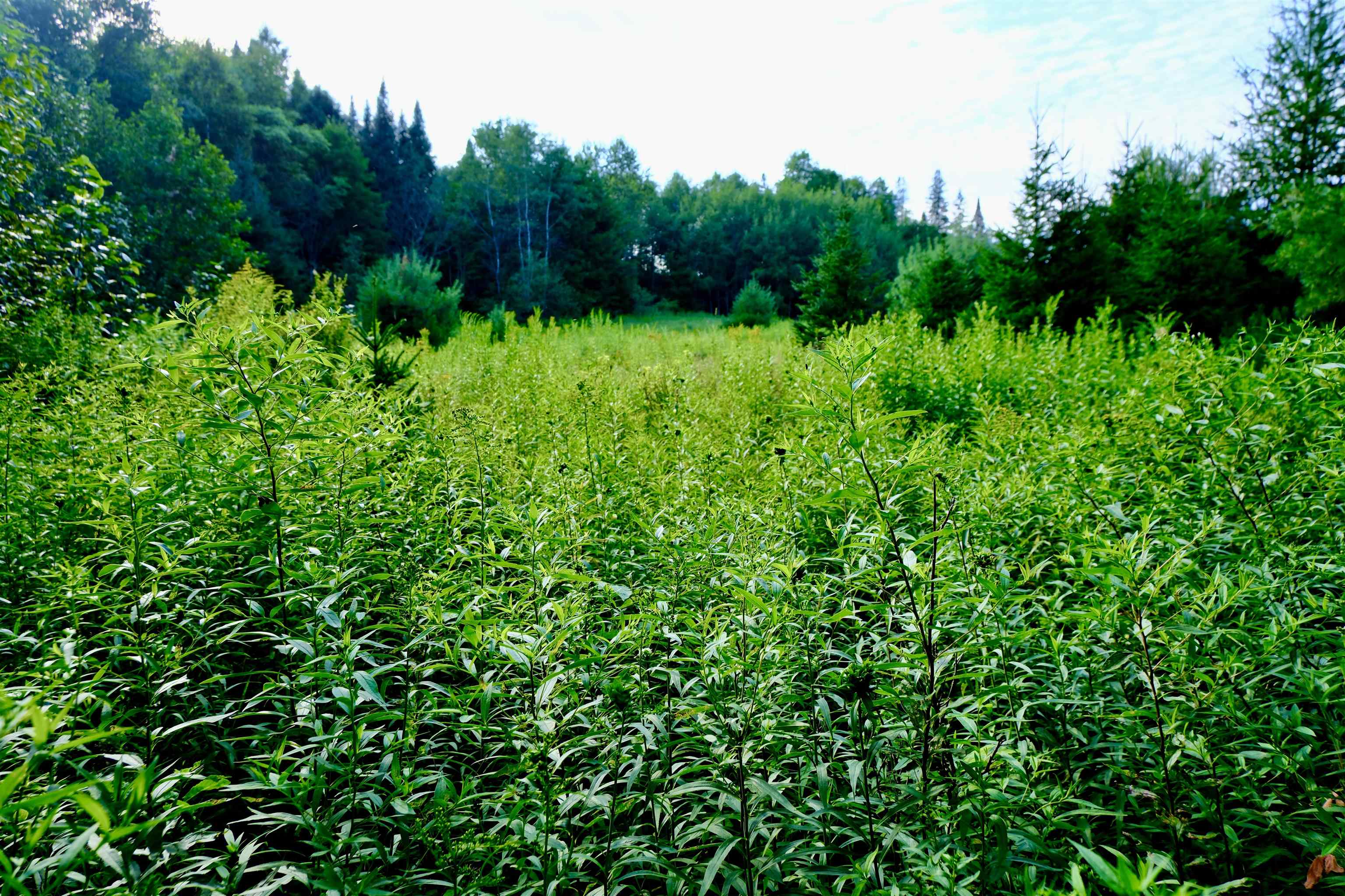 0 Calendar Brook Road Lyndonville, VT 05851 - Photo 28 of 60