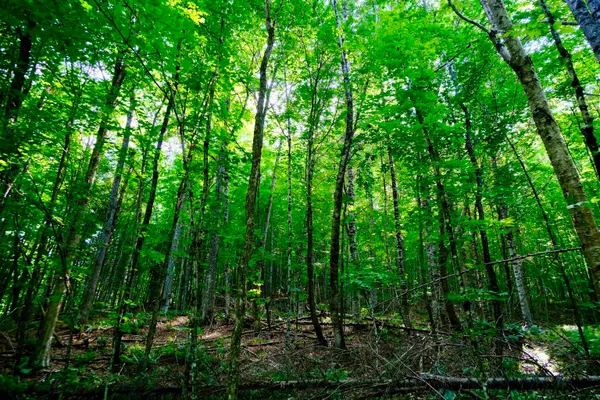 $295,000 | 0 Calendar Brook Road, Lyndonville, VT 05851