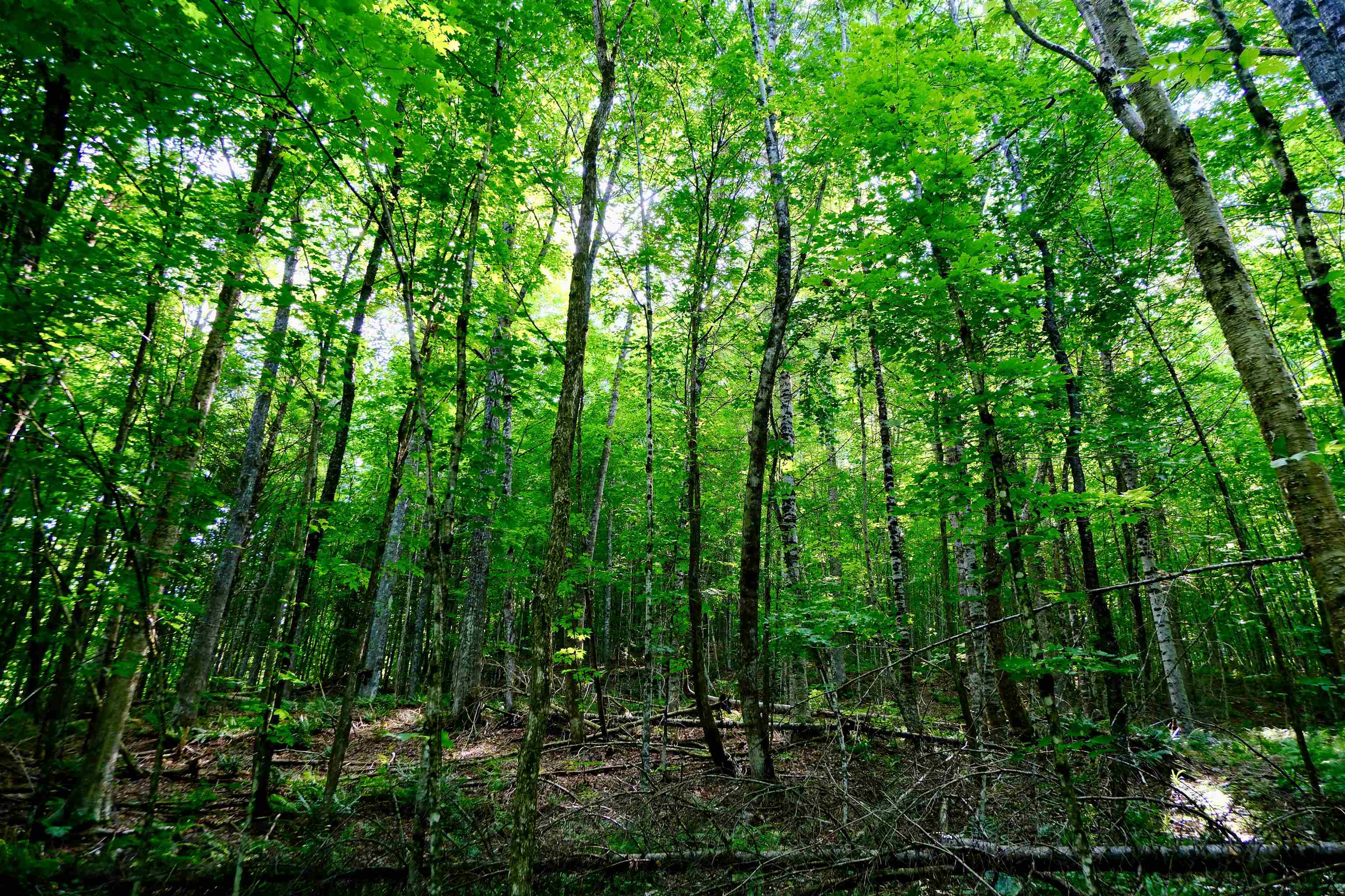 0 Calendar Brook Road Lyndonville, VT 05851 - Photo 29 of 60