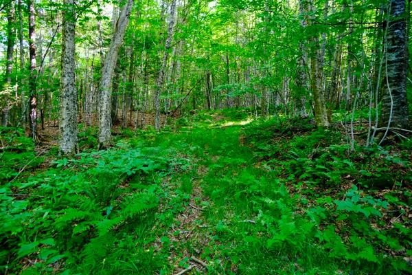 $295,000 | 0 Calendar Brook Road, Lyndonville, VT 05851
