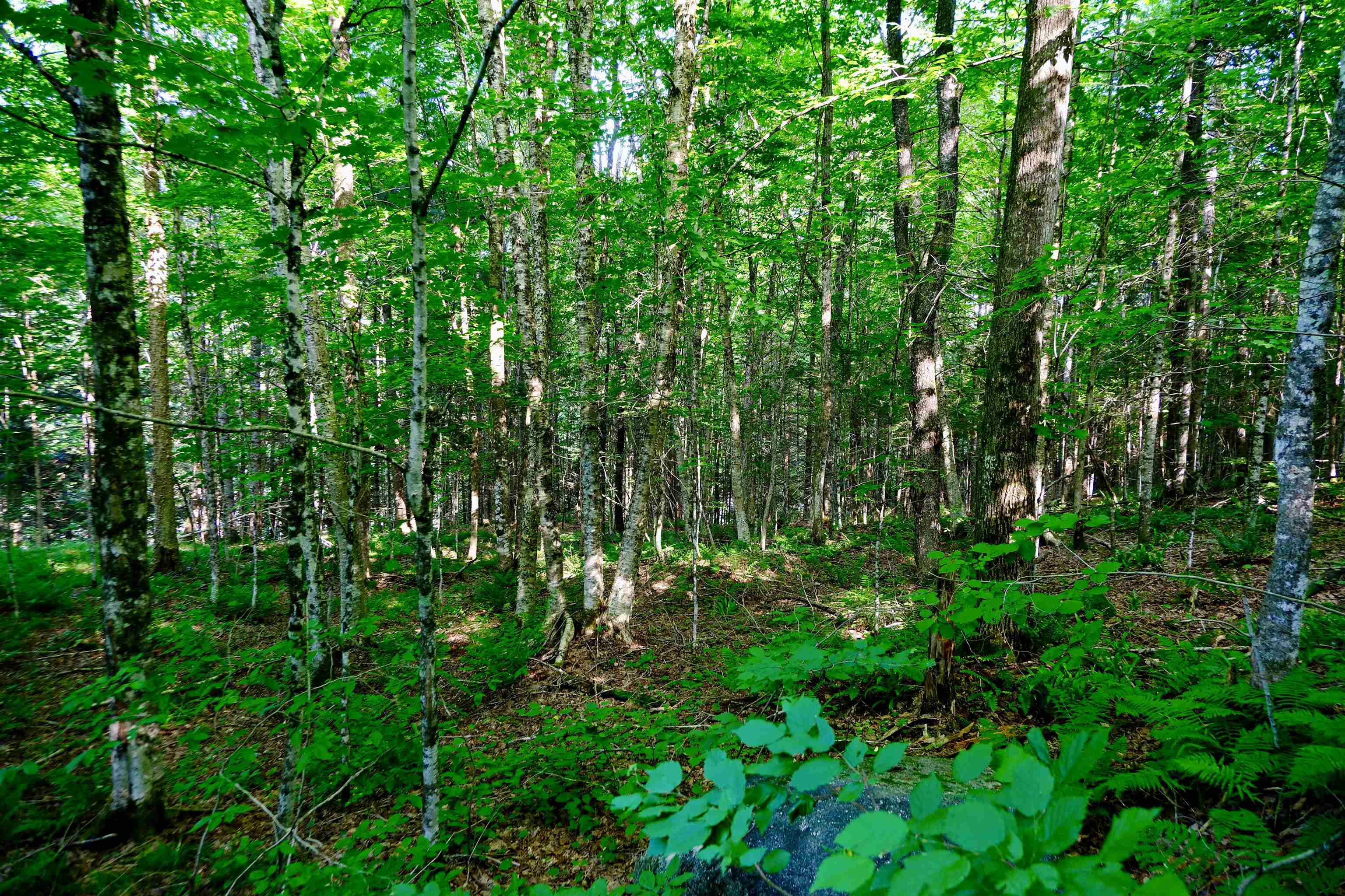 0 Calendar Brook Road Lyndonville, VT 05851 - Photo 31 of 60