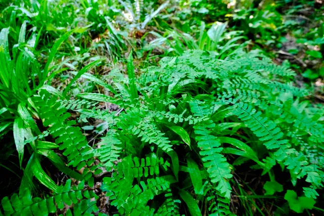 $295,000 | 0 Calendar Brook Road, Lyndonville, VT 05851