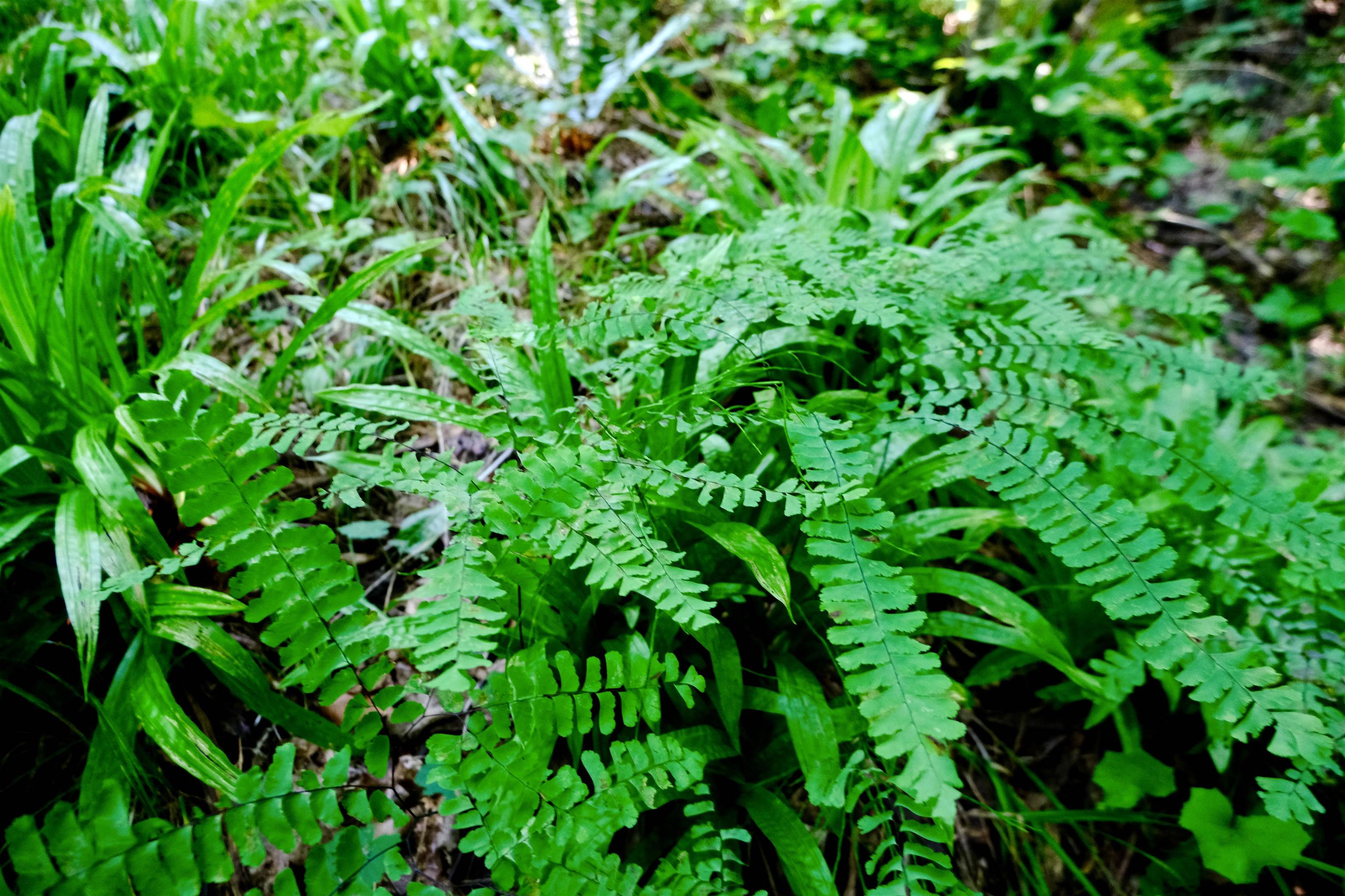 0 Calendar Brook Road Lyndonville, VT 05851 - Photo 32 of 60