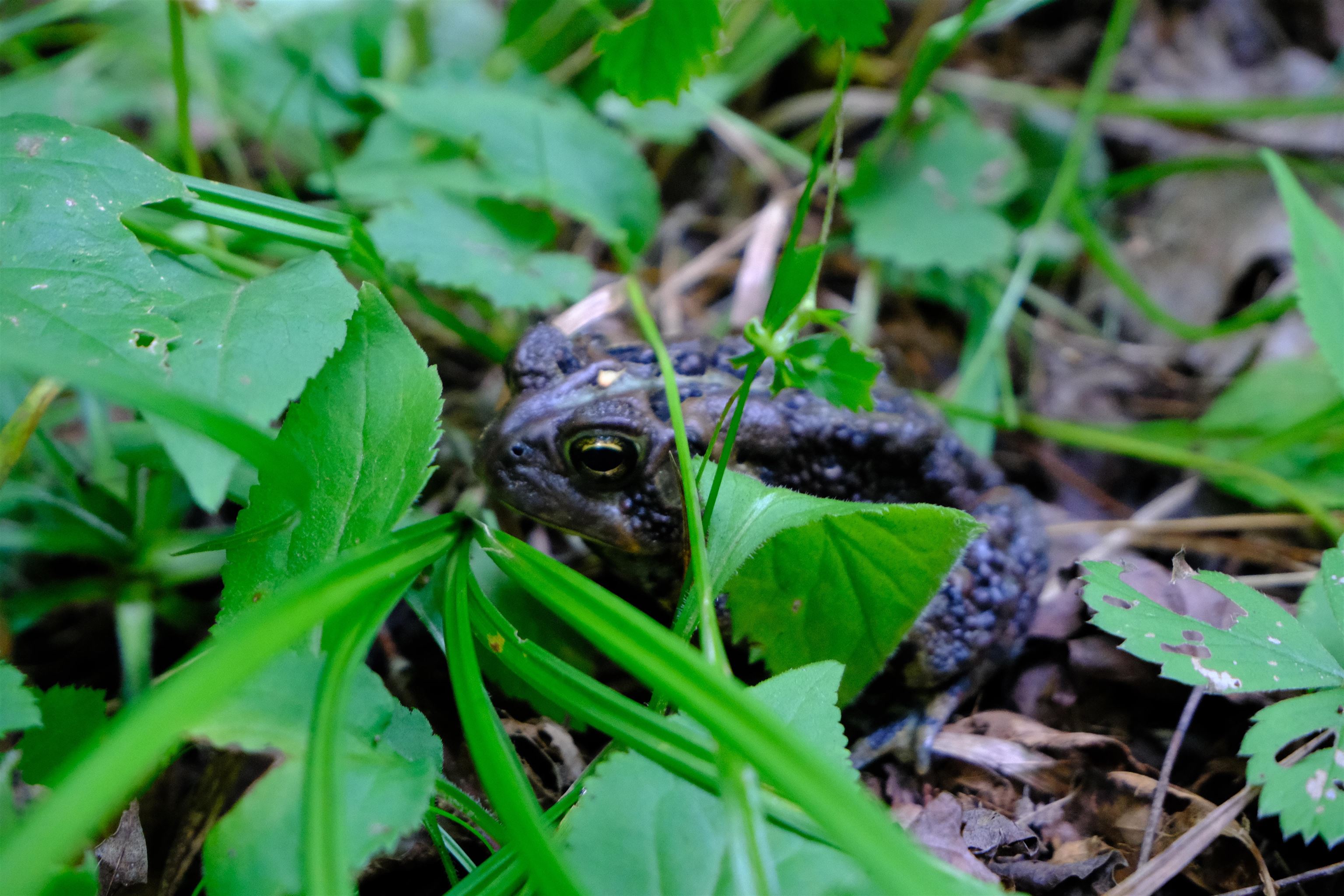 0 Calendar Brook Road Lyndonville, VT 05851 - Photo 33 of 60