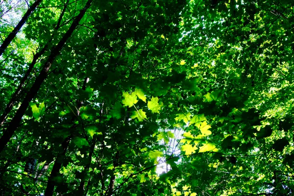 $295,000 | 0 Calendar Brook Road, Lyndonville, VT 05851