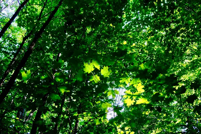 $295,000 | 0 Calendar Brook Road, Lyndonville, VT 05851