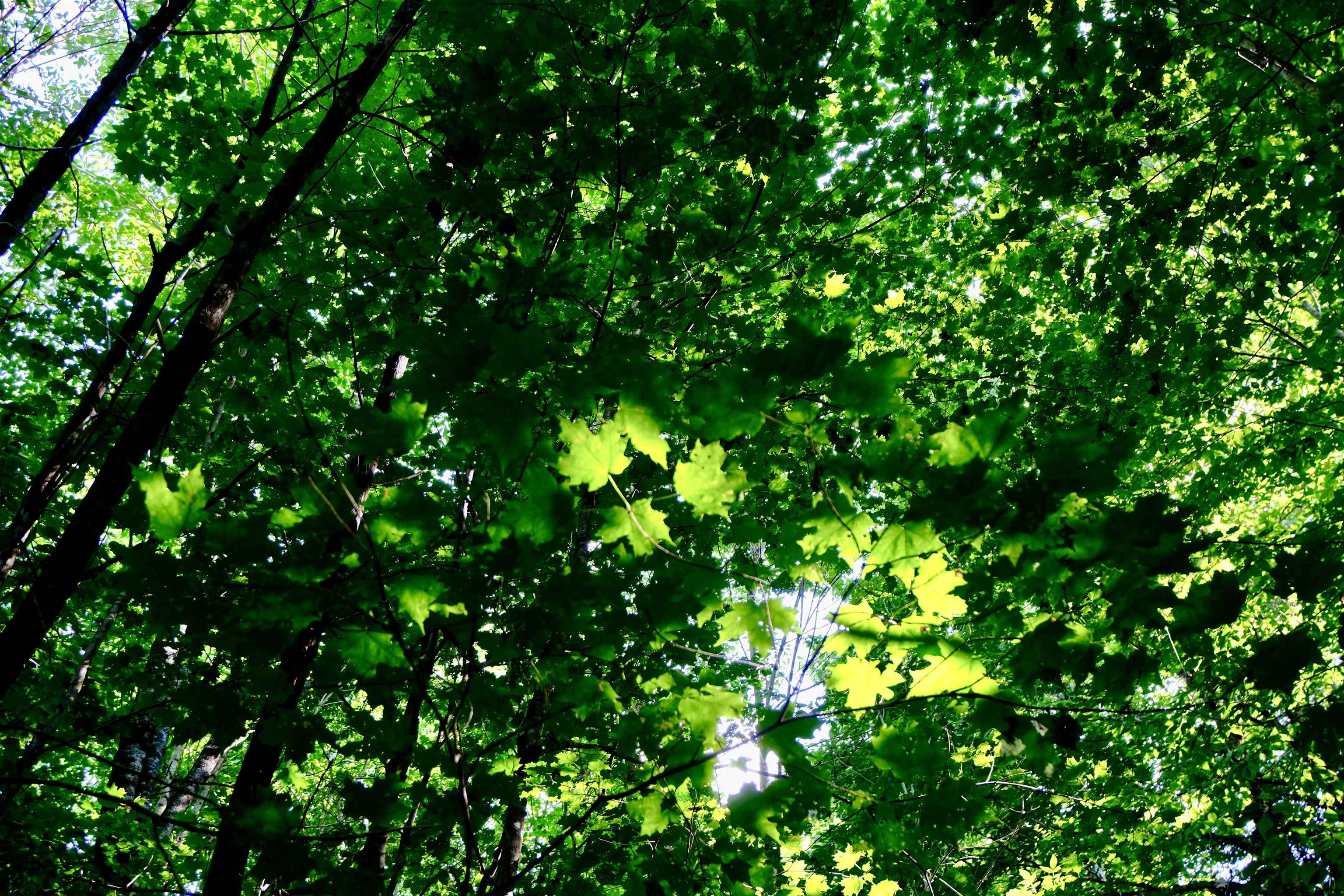 0 Calendar Brook Road Lyndonville, VT 05851 - Photo 34 of 60