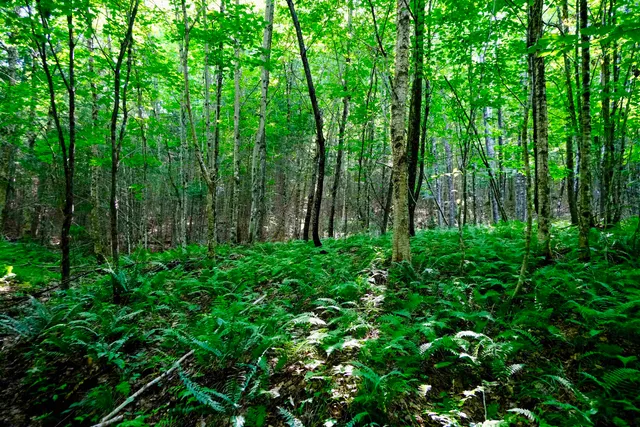 $295,000 | 0 Calendar Brook Road, Lyndonville, VT 05851