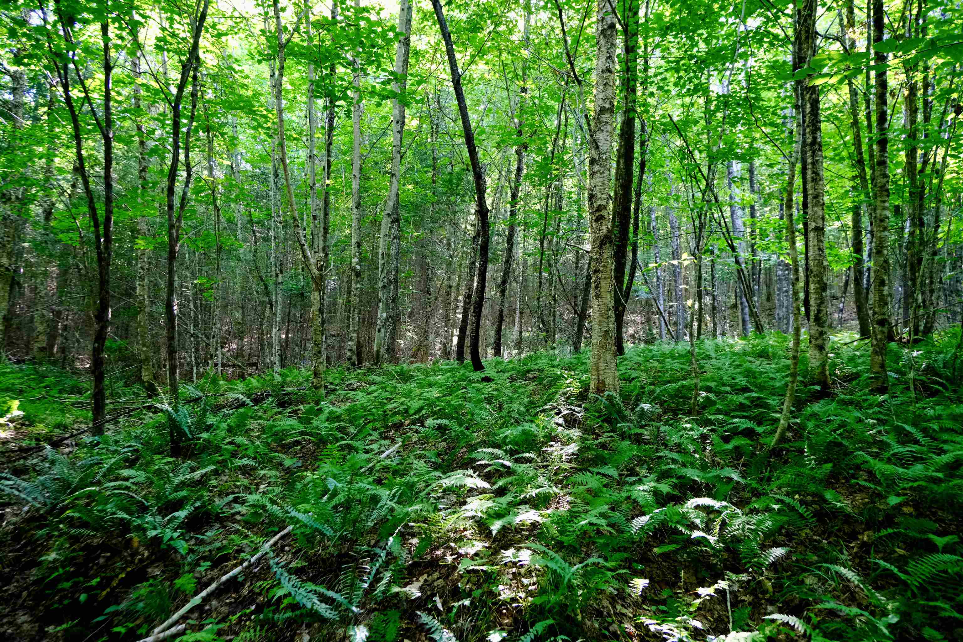 0 Calendar Brook Road Lyndonville, VT 05851 - Photo 35 of 60