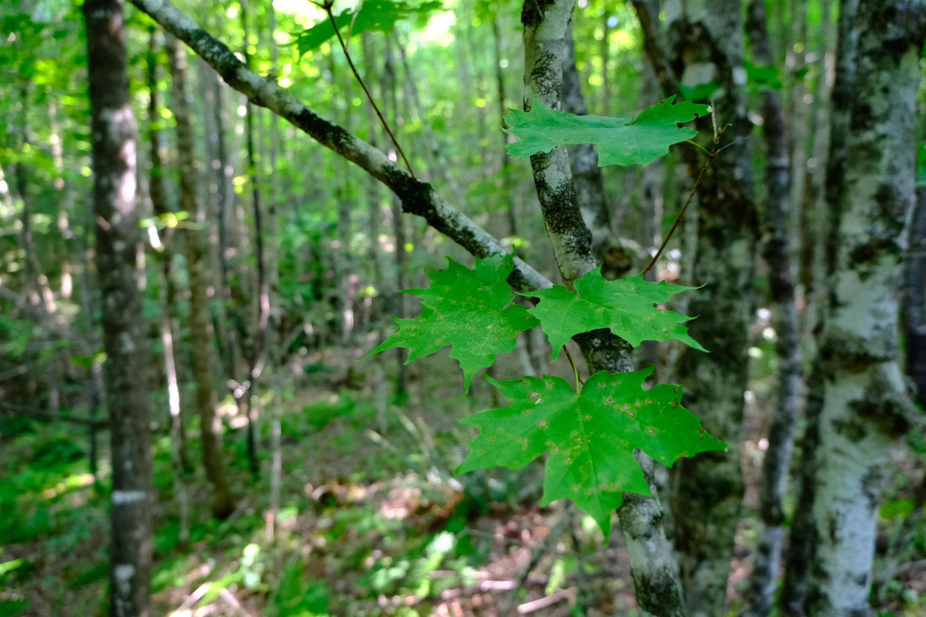 0 Calendar Brook Road Lyndonville, VT 05851 - Photo 36 of 60