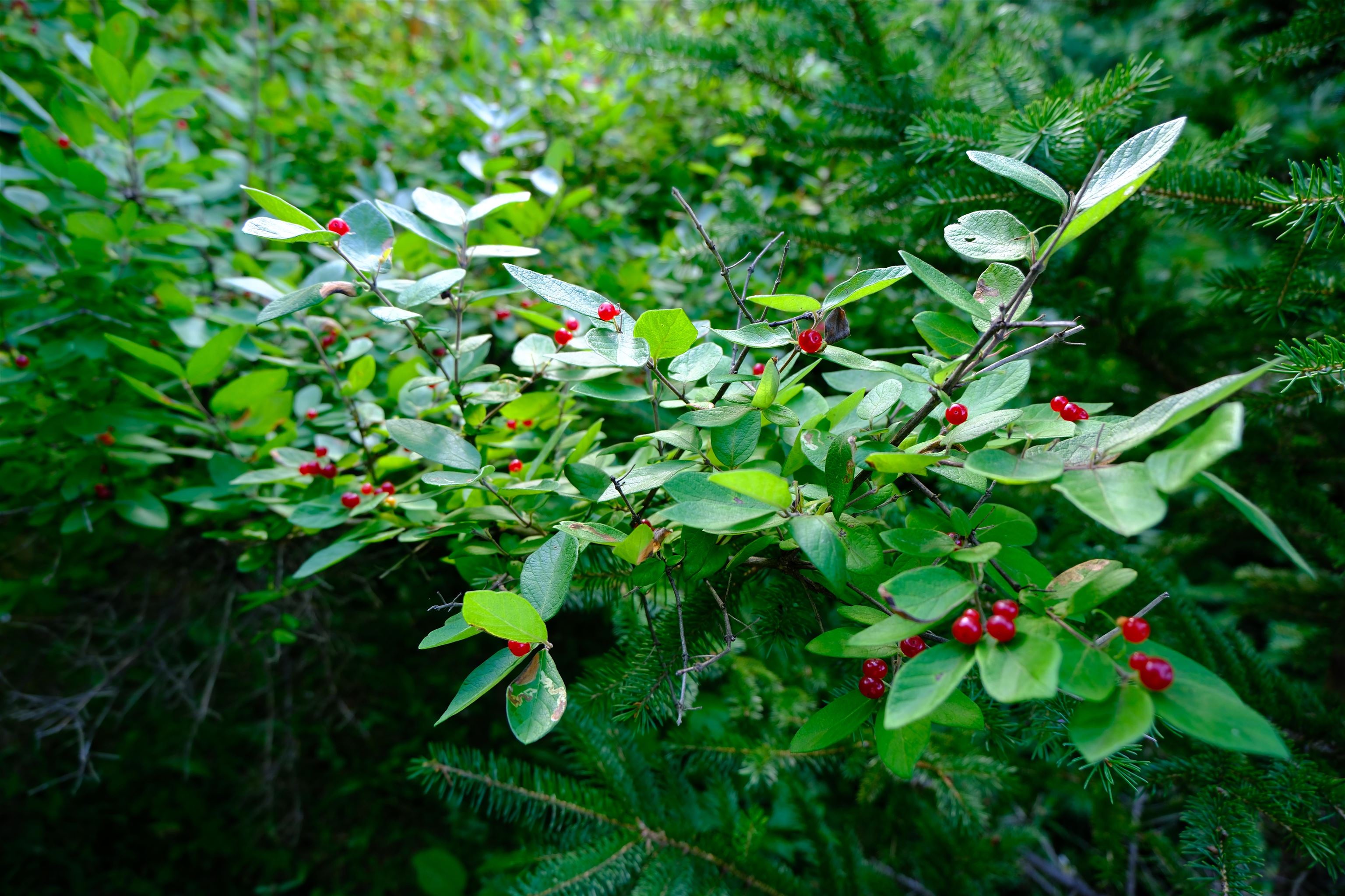 0 Calendar Brook Road Lyndonville, VT 05851 - Photo 37 of 60