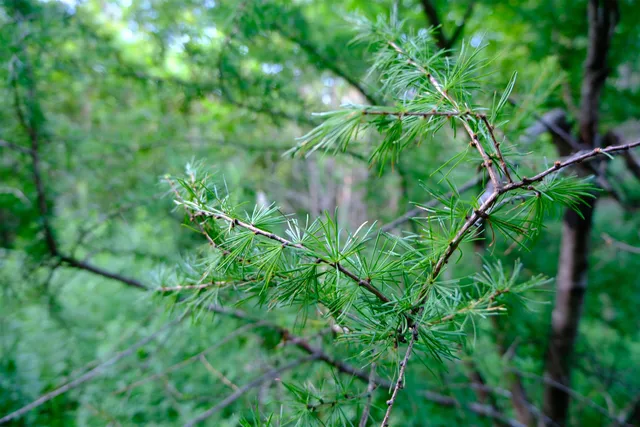 $295,000 | 0 Calendar Brook Road, Lyndonville, VT 05851