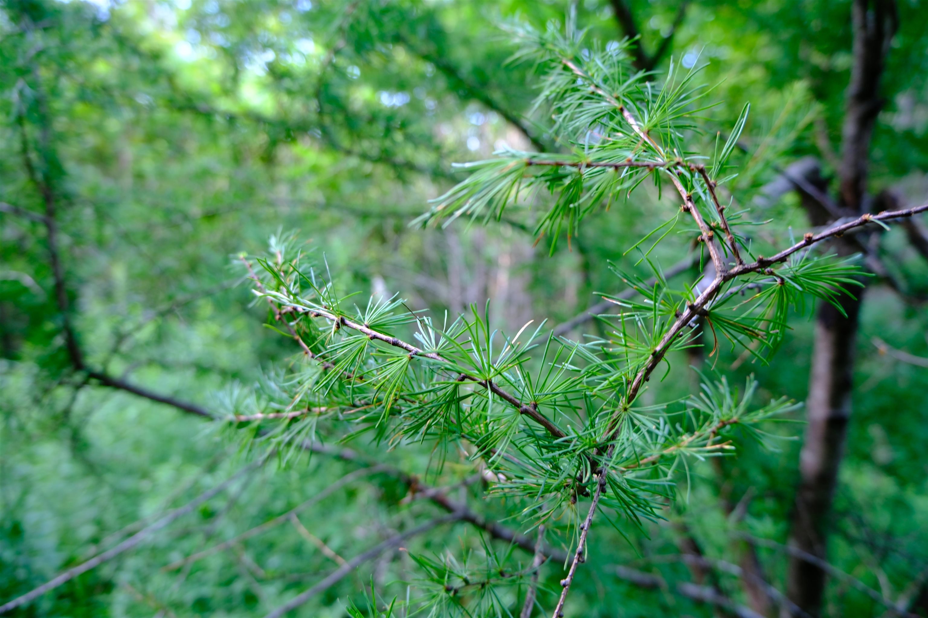 0 Calendar Brook Road Lyndonville, VT 05851 - Photo 41 of 60