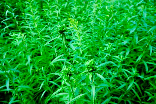 $295,000 | 0 Calendar Brook Road, Lyndonville, VT 05851