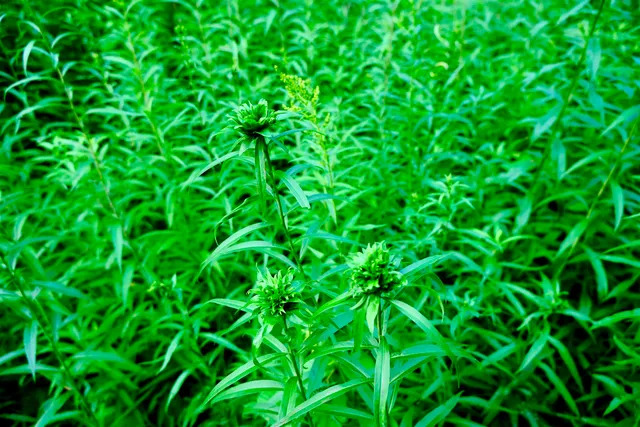 $295,000 | 0 Calendar Brook Road, Lyndonville, VT 05851