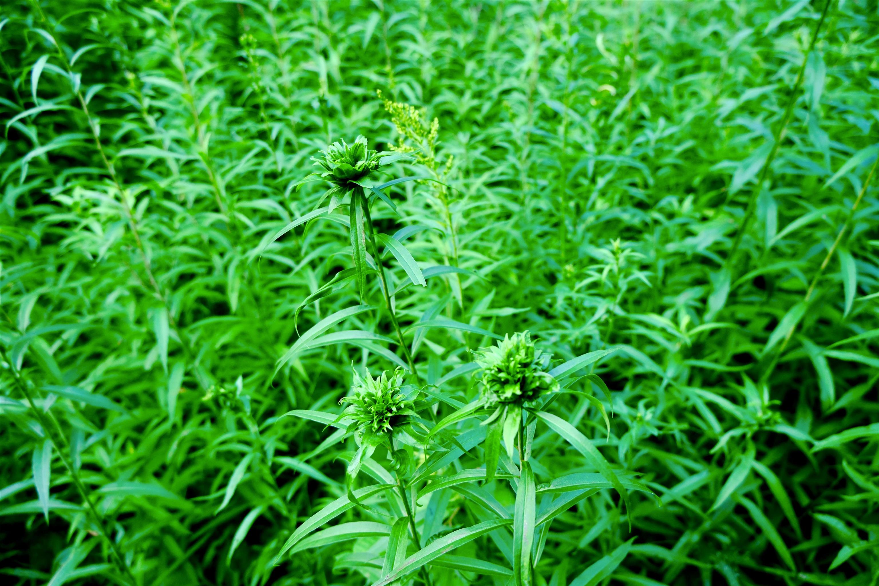 0 Calendar Brook Road Lyndonville, VT 05851 - Photo 42 of 60