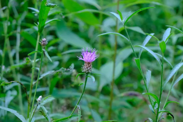 $295,000 | 0 Calendar Brook Road, Lyndonville, VT 05851