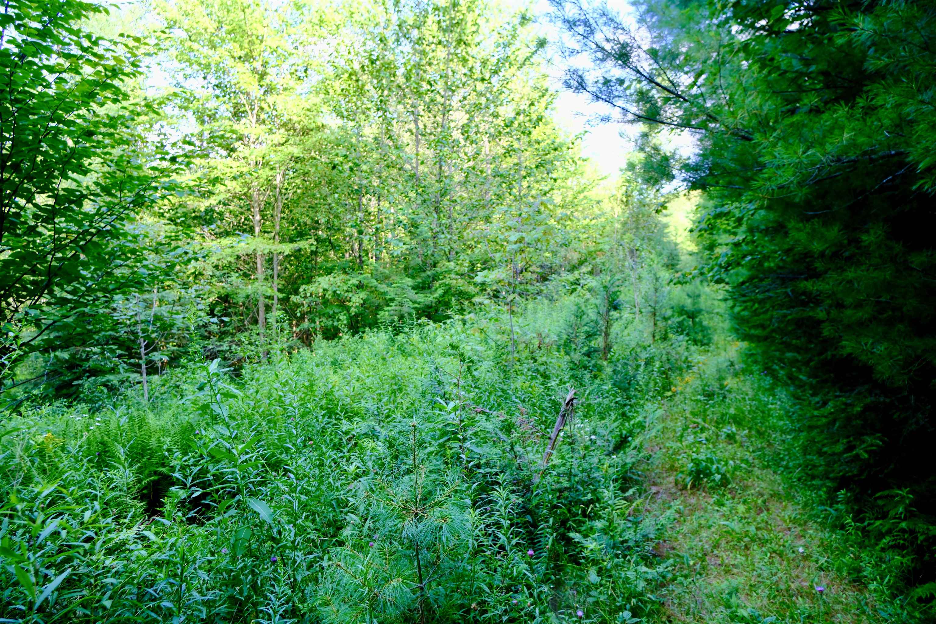 0 Calendar Brook Road Lyndonville, VT 05851 - Photo 45 of 60