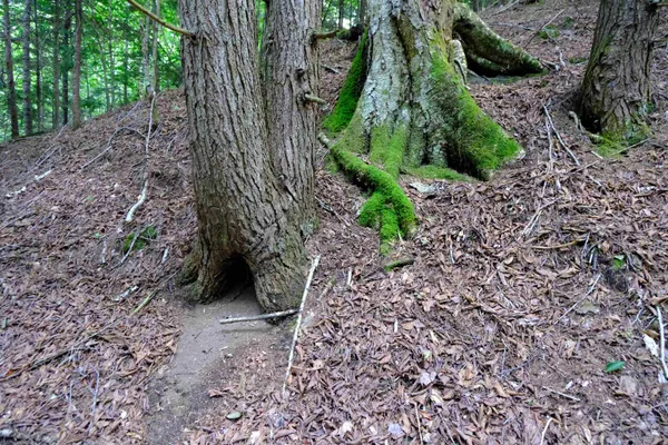 $295,000 | 0 Calendar Brook Road, Lyndonville, VT 05851