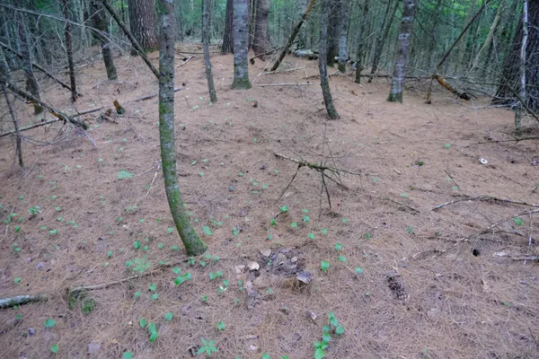 $295,000 | 0 Calendar Brook Road, Lyndonville, VT 05851