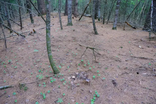 $295,000 | 0 Calendar Brook Road, Lyndonville, VT 05851