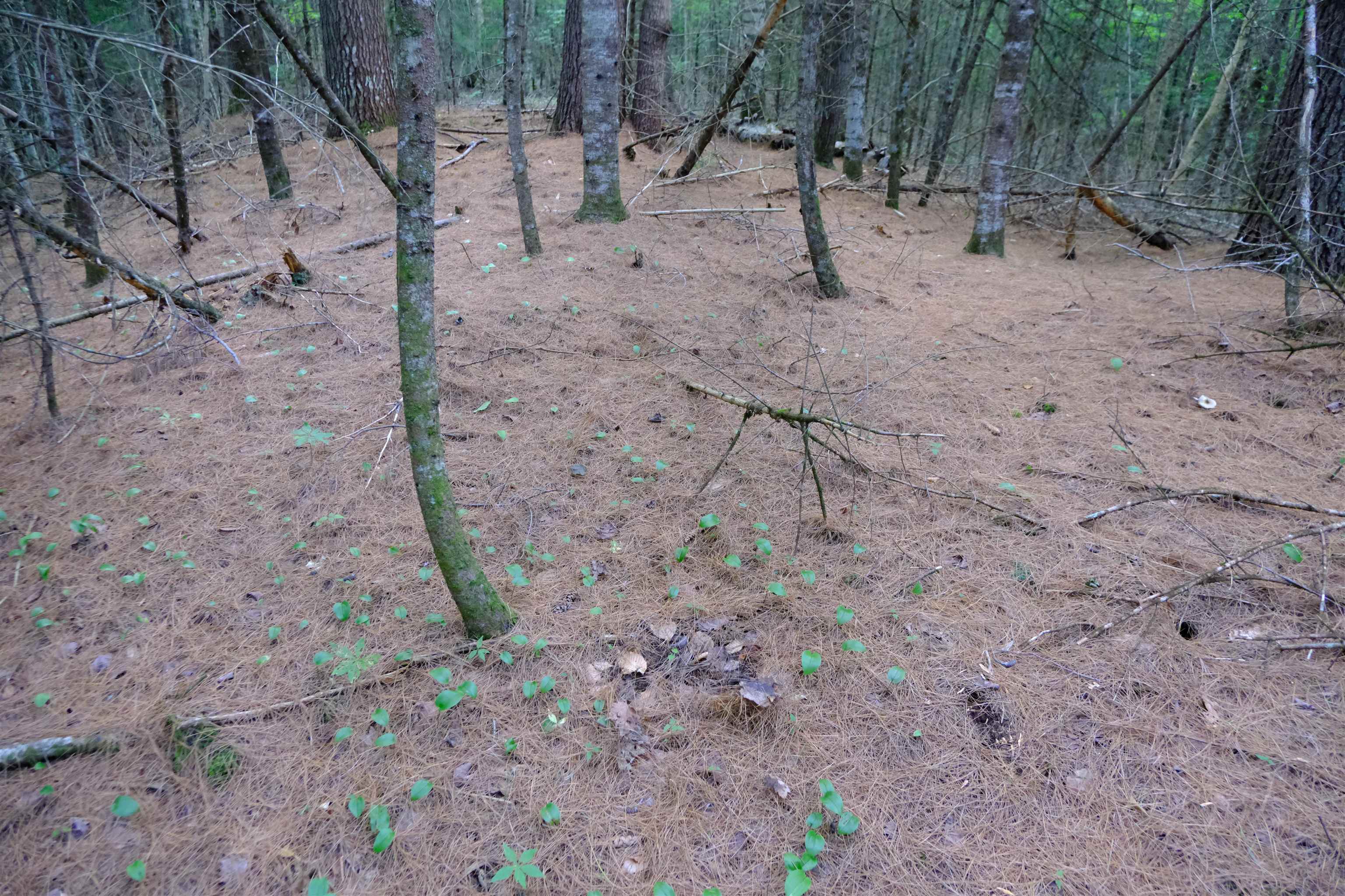 0 Calendar Brook Road Lyndonville, VT 05851 - Photo 47 of 60