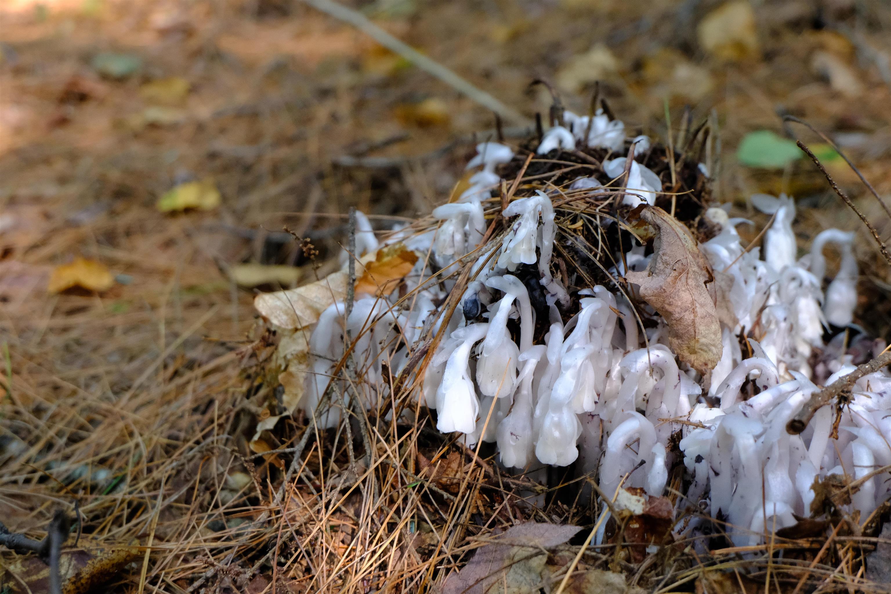 0 Calendar Brook Road Lyndonville, VT 05851 - Photo 48 of 60