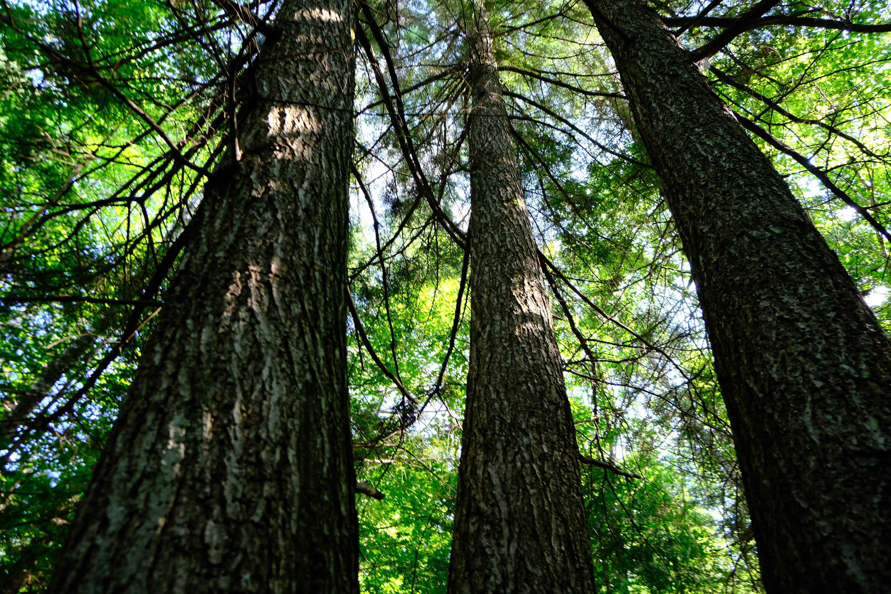 0 Calendar Brook Road Lyndonville, VT 05851 - Photo 49 of 60