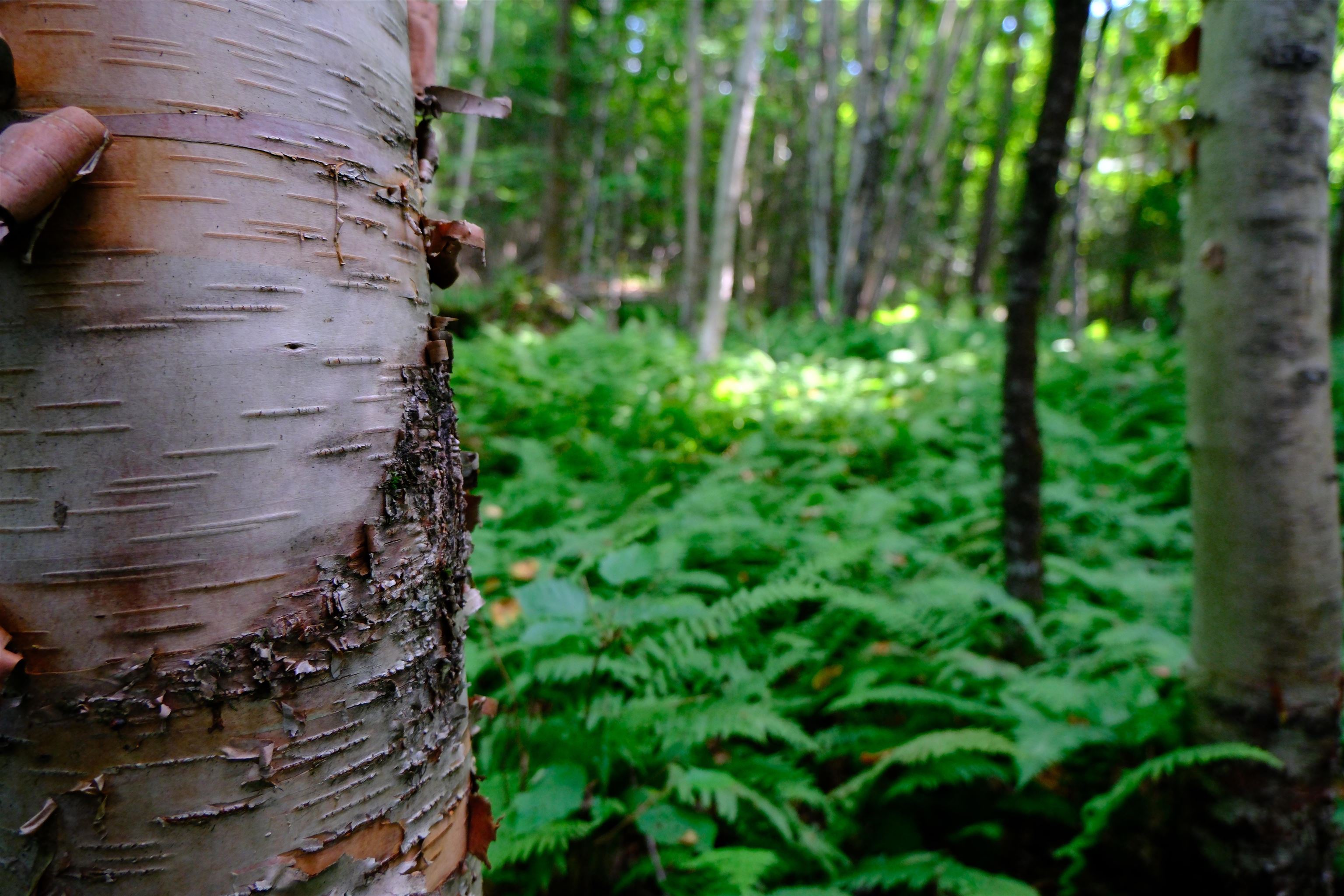 0 Calendar Brook Road Lyndonville, VT 05851 - Photo 50 of 60