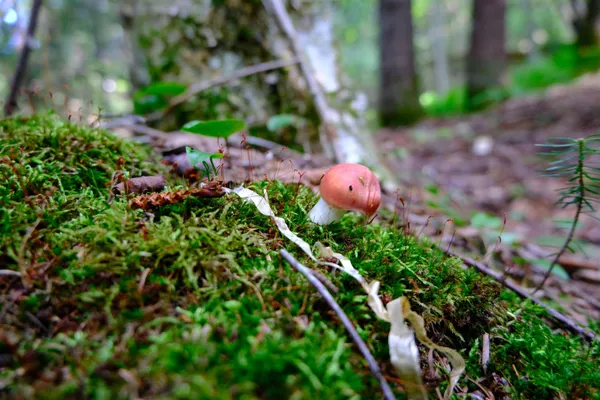 $295,000 | 0 Calendar Brook Road, Lyndonville, VT 05851