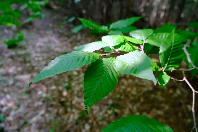 $295,000 | 0 Calendar Brook Road, Lyndonville, VT 05851