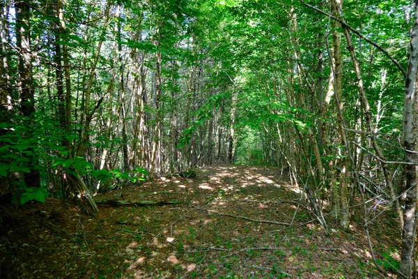 $295,000 | 0 Calendar Brook Road, Lyndonville, VT 05851