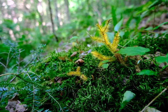 $295,000 | 0 Calendar Brook Road, Lyndonville, VT 05851