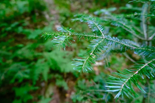$295,000 | 0 Calendar Brook Road, Lyndonville, VT 05851