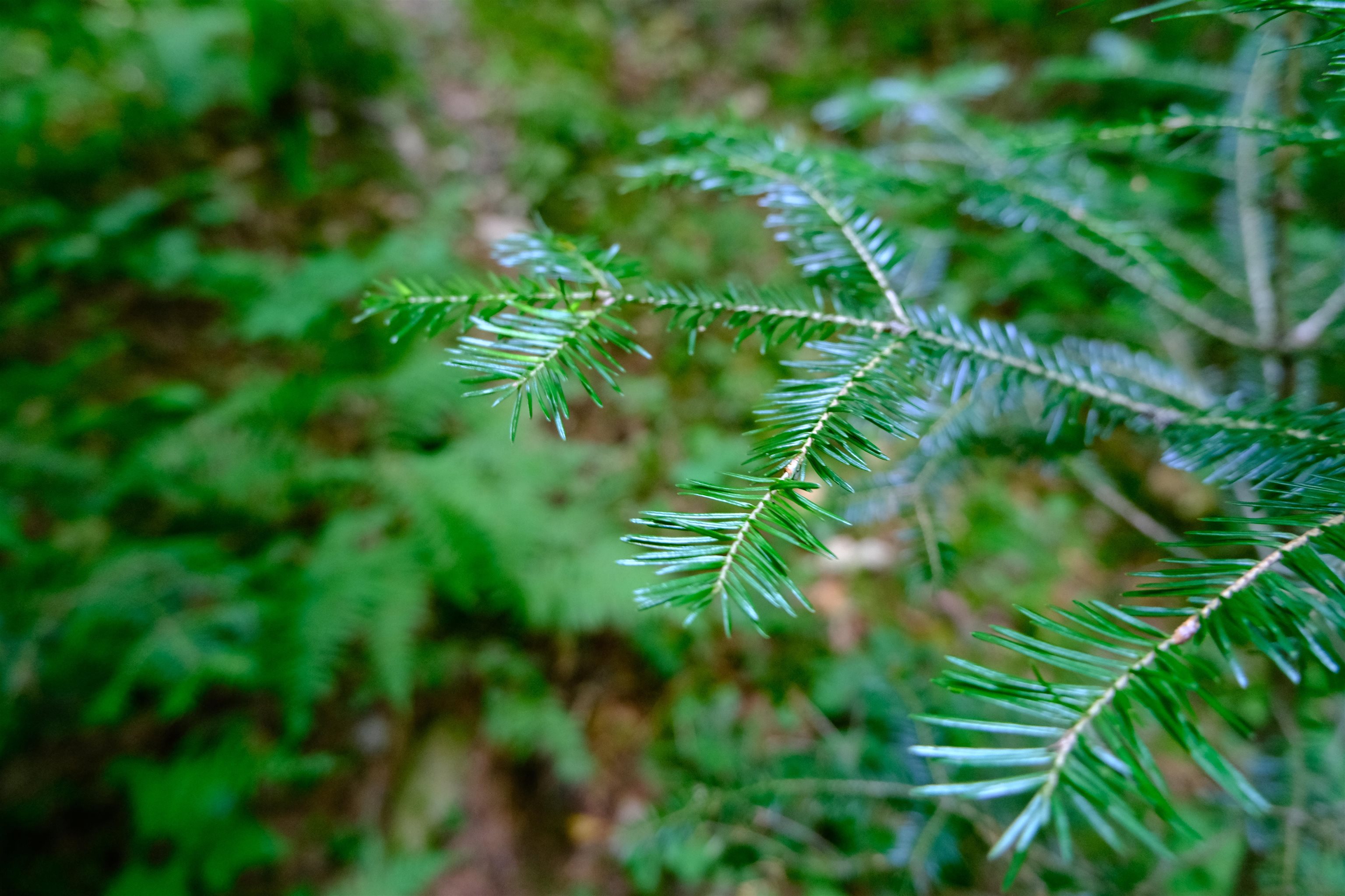 0 Calendar Brook Road Lyndonville, VT 05851 - Photo 56 of 60