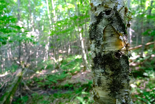 $295,000 | 0 Calendar Brook Road, Lyndonville, VT 05851