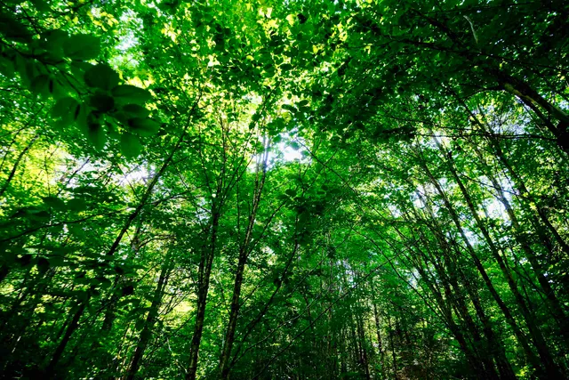 $295,000 | 0 Calendar Brook Road, Lyndonville, VT 05851