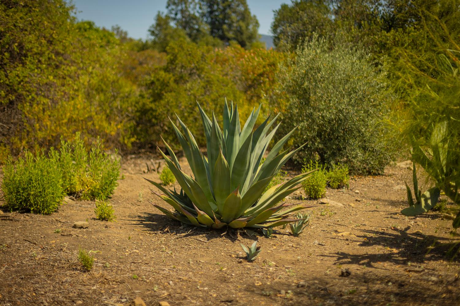 0 Hendrickson Road Ojai, CA 93023 - Photo 3 of 13 a view of a plants with a tree