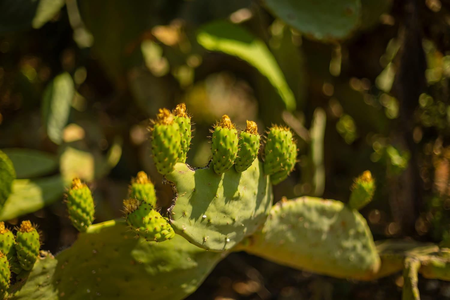 0 Hendrickson Road Ojai, CA 93023 - Photo 4 of 13 a view of a flower