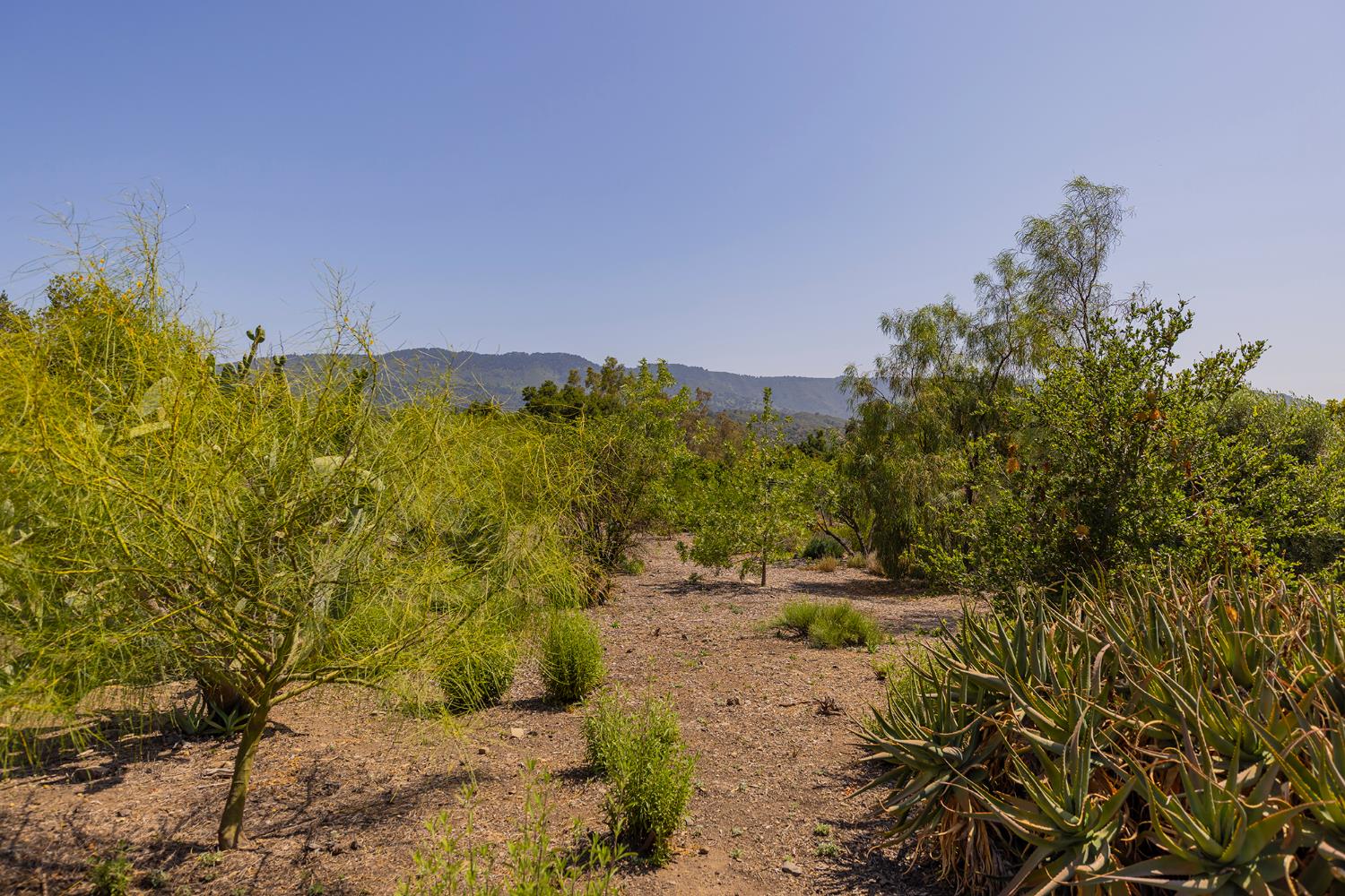 0 Hendrickson Road Ojai, CA 93023 - Photo 8 of 13 a view of a yard with a trees