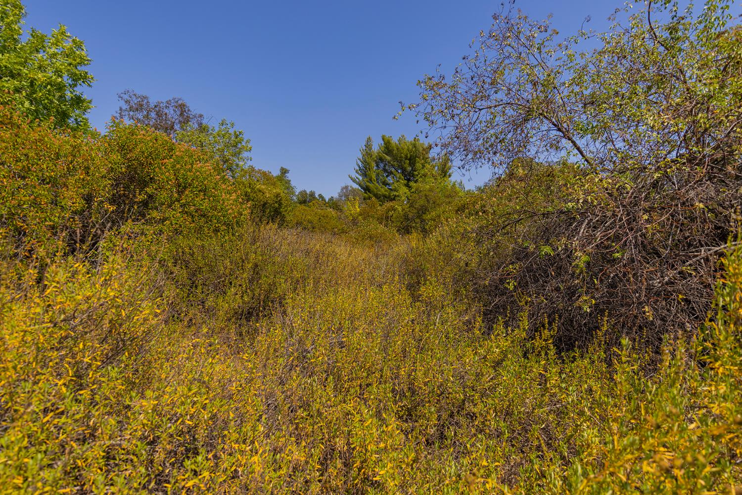 0 Hendrickson Road Ojai, CA 93023 - Photo 9 of 13 a view of a yard