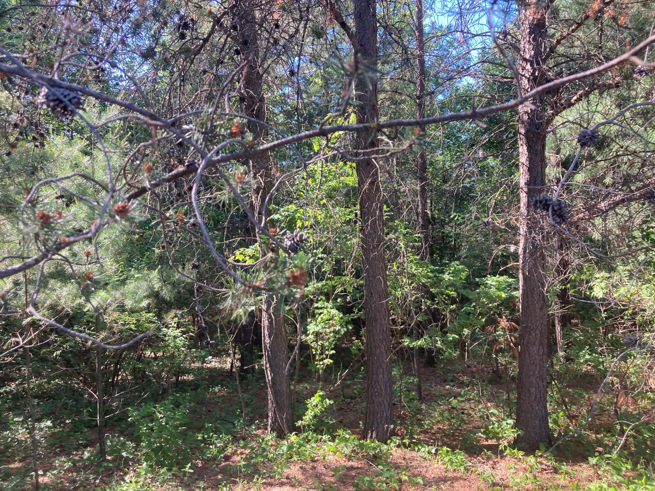 Lot 35 Pineview Lane Rhinelander, WI 54501 - Photo 2 of 6 Gallery Image 2