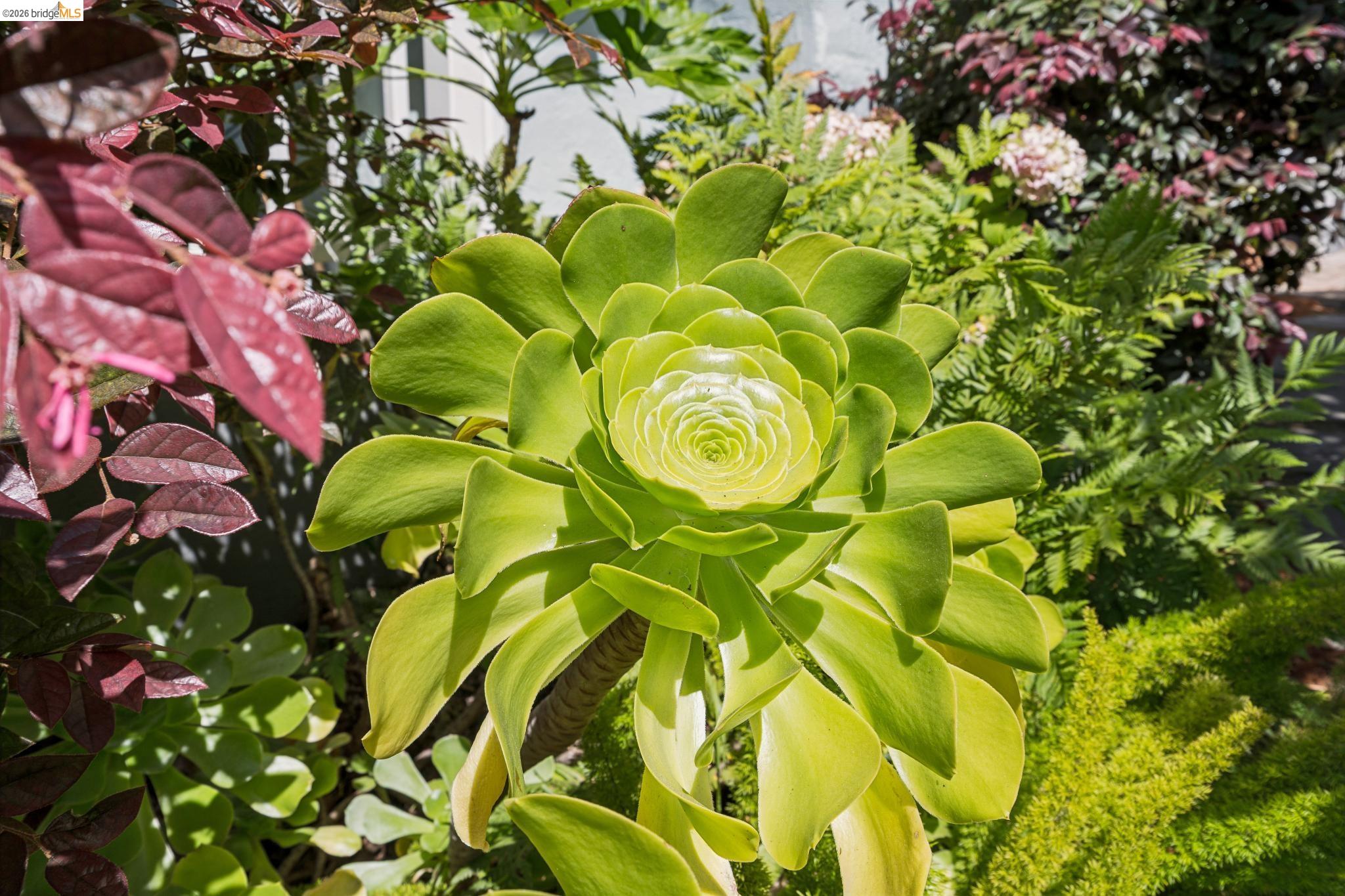 1701 Derby Street Berkeley, CA 94703 - Photo 38 of 39 Lush green succulent focal point amidst diverse botanical elements