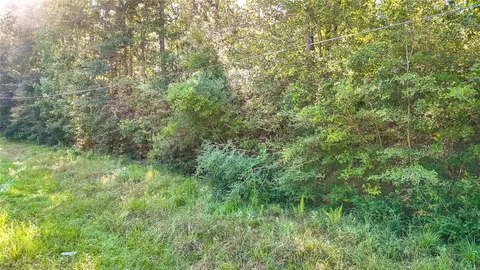 a view of a lush green forest