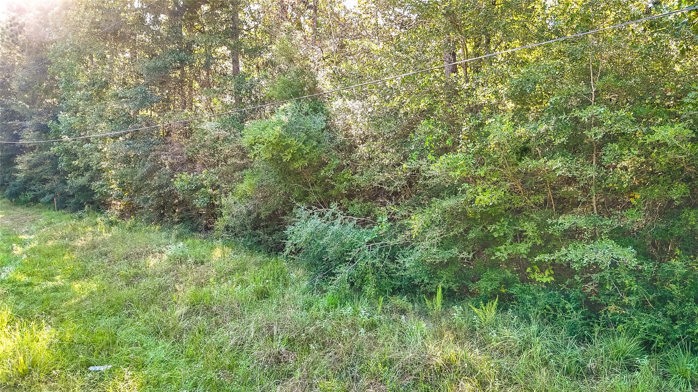 28 Timbergrove Livingston, TX 77351 - Photo 3 of 8 a view of a lush green forest