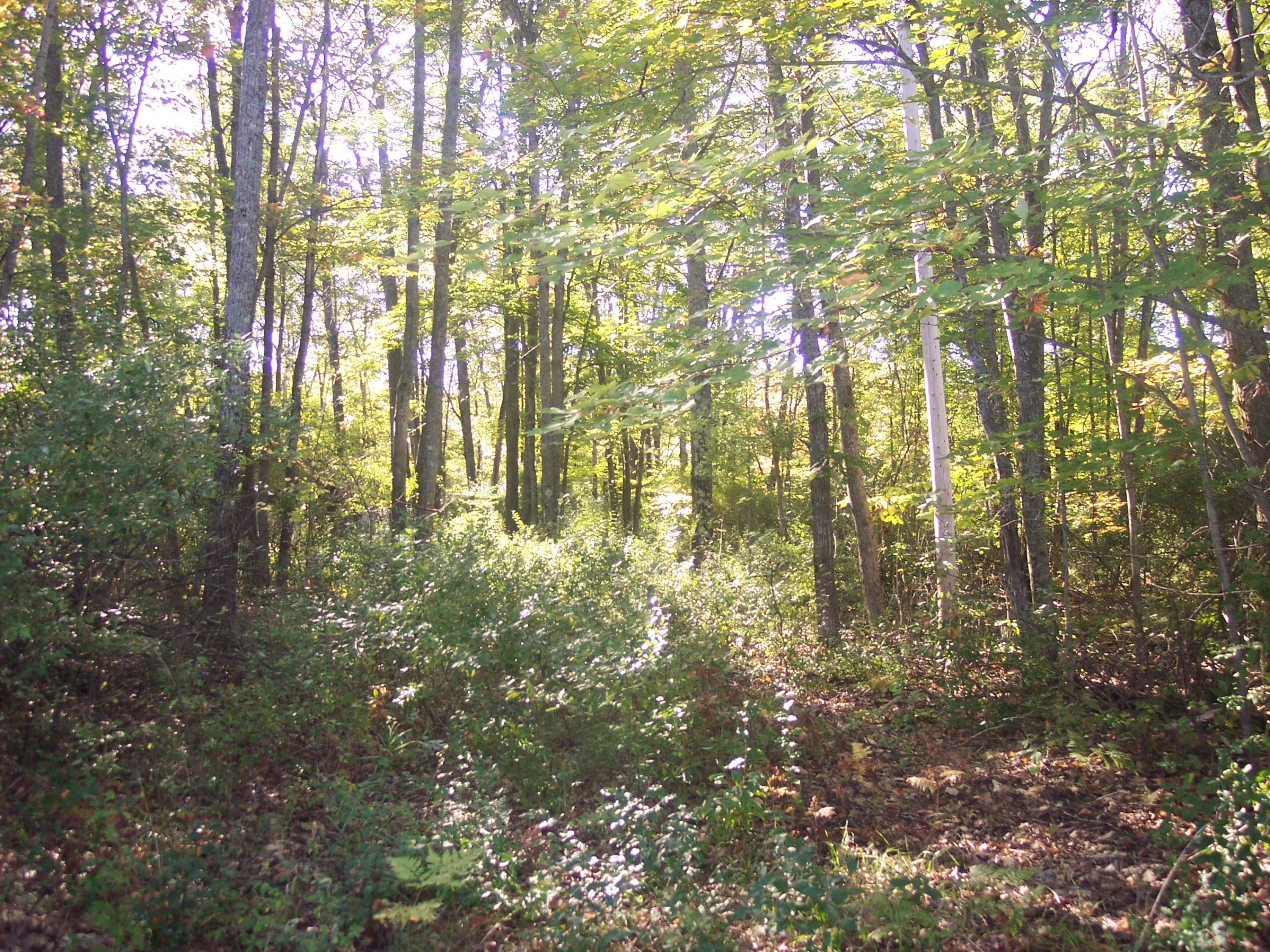 5333 Scott Road Hubbard Lake, MI 49747 - Photo 1 of 10 Gallery Image 1