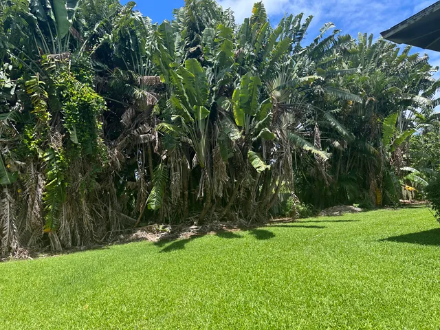 a view of a lush green field with a tree in the background