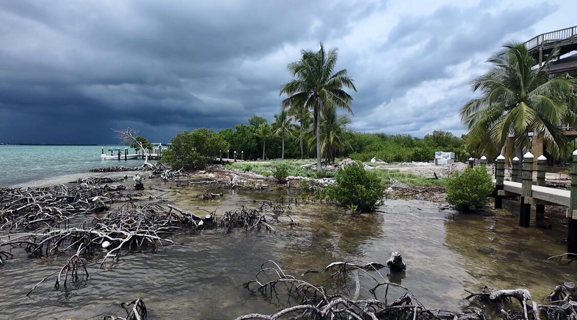 0 Melody Summerland Key, FL 33042 - Photo 24 of 45 a row of palm trees and a yard